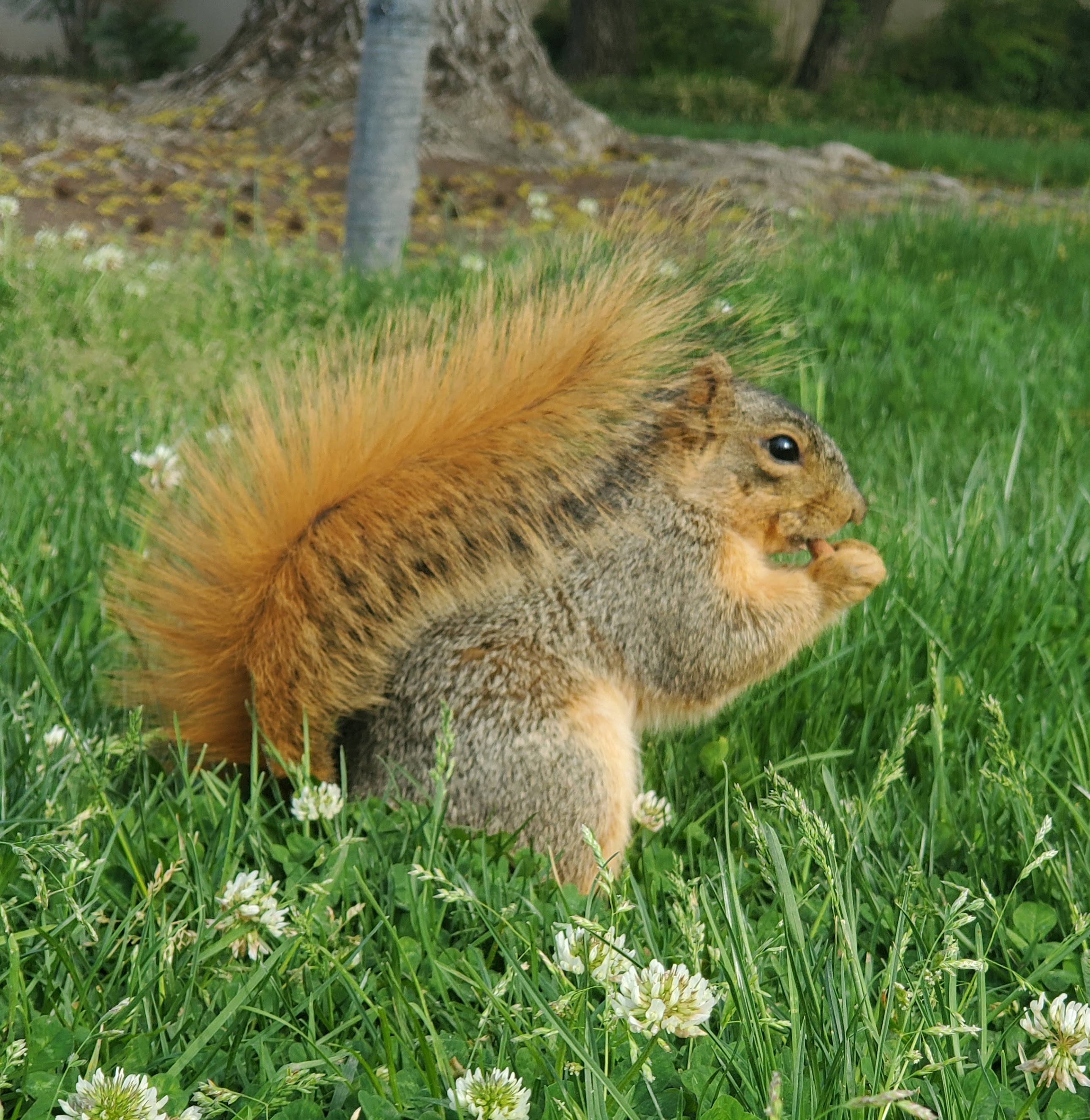 squirrel laying in grass