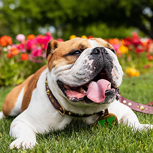 dog laying in grass